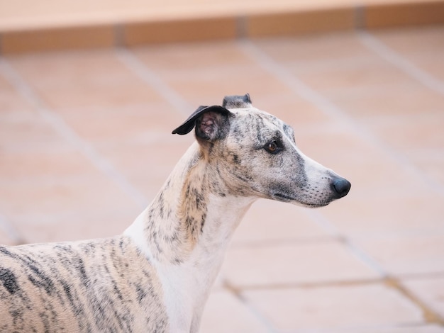 Retrato de perfil de cabeça de cão de raça pura rajado whippet