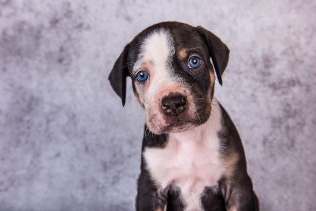 Retrato de perto do filhote de cachorro Leopard Dog Louisiana Catahoula