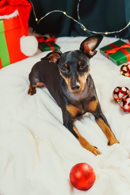 Retrato de pinscher miniatura de cachorro engraçado brincando com bola de Natal em torno de caixas de presente