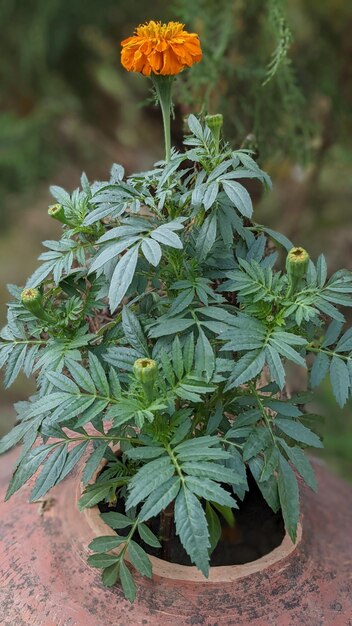 Retrato de planta de flor de calêndula