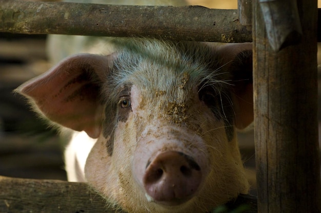 Retrato de porco em close-up