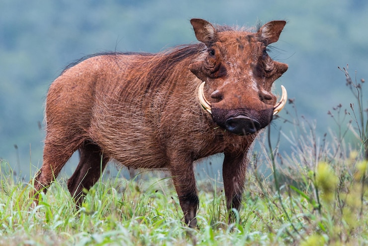 Foto retrato de porco-vermes no campo