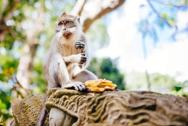Retrato de primata asiático de macaco balinês sentado e comendo