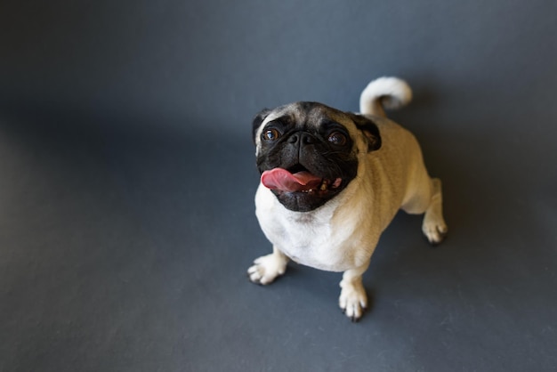 Retrato de pug em alto ângulo em fundo cinzento