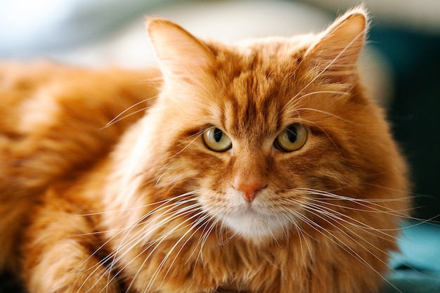 Retrato de raça bobtail de gato vermelho