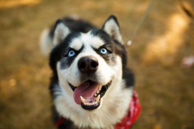 Retrato de raças de cães lindos husky em dia de verão