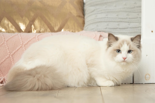 Retrato de ragdoll de olhos azuis puro-sangue em perfeita forma no interior de casa. gatos de olhos azuis. cuidado animal. produtos para animais de estimação. mantendo animais. comida para gatos de pêlo comprido. criação de animais.