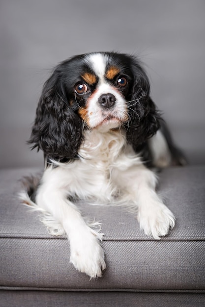 Retrato de reis cavalheiros charles spaniel