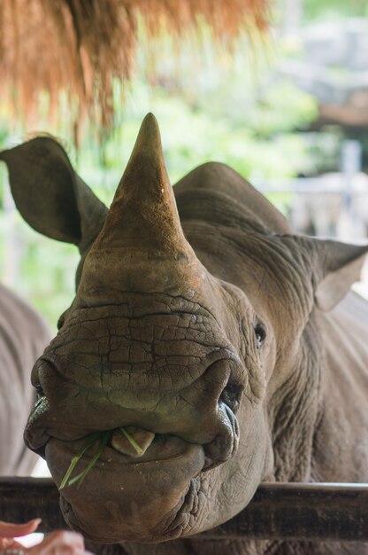 Retrato de rinoceronte com grama na boca dele. Dia de verão ensolarado, vertical, jardim zoológico.