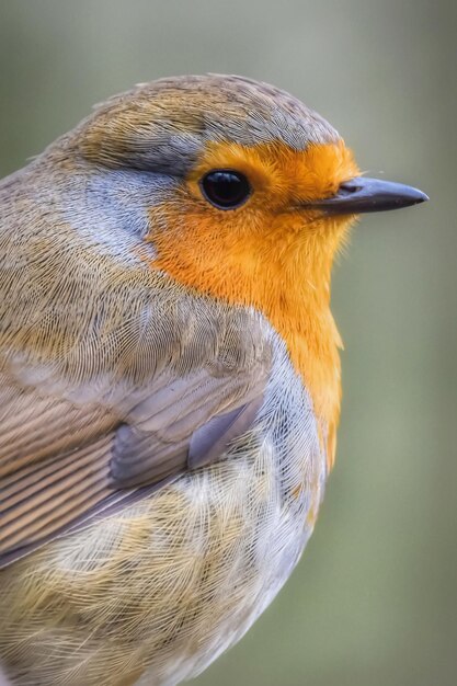 Retrato de Robin