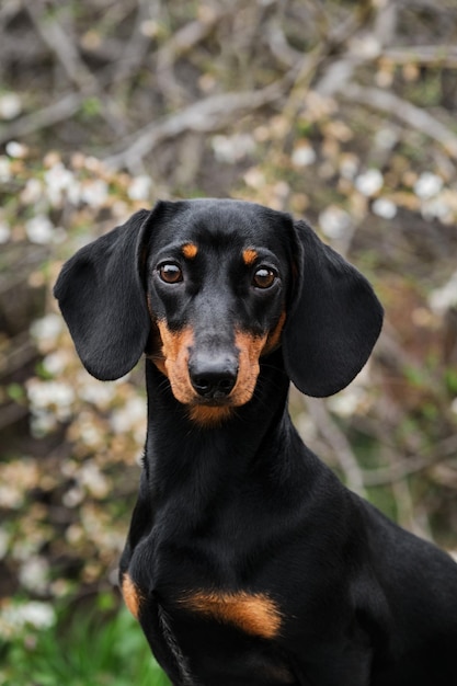 Retrato de rosto adolescente de dachshund de coelho perto O cão olha cuidadosamente para a frente e posa lindamente