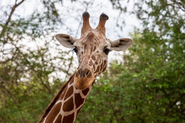 Retrato de rosto inteiro de uma girafa