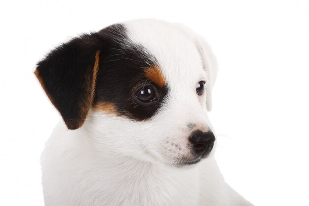 Foto retrato, de, russell jaque, filhote cachorro