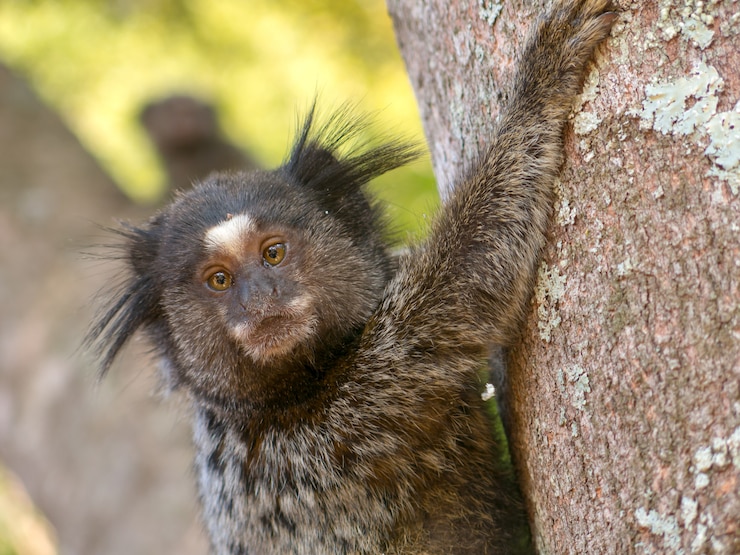 Foto retrato de sagui