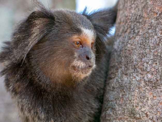 Retrato de sagui