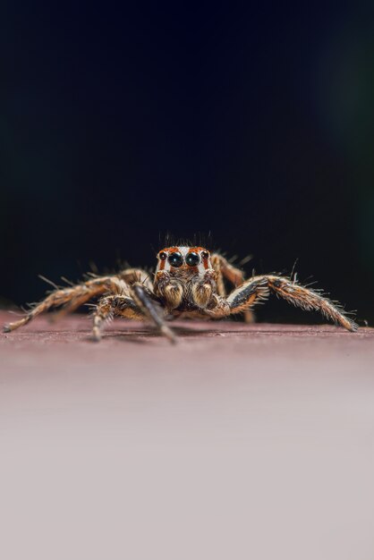 Retrato de salto da aranha, espaço da cópia.