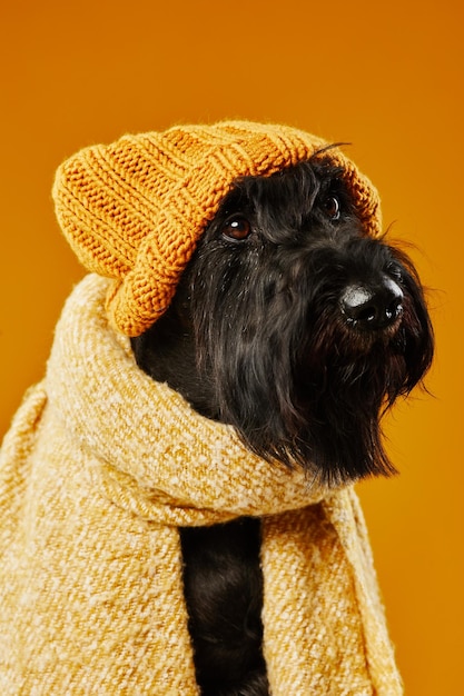 Foto retrato de schnauzer de raça negra com chapéu de lã e cachecol posando contra fundo amarelo