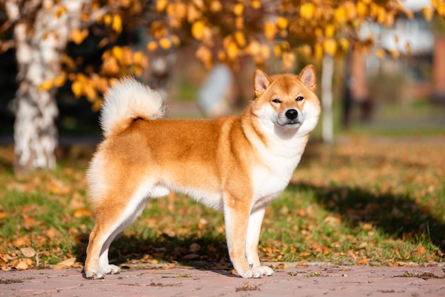 Retrato de Shiba inu no outono no parque.