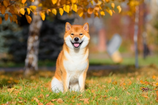 Retrato de Shiba inu no outono no parque.