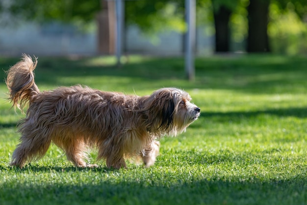 Retrato de Shih Tzu. Retrato de cachorro ao ar livre, parque ensolarado de verão