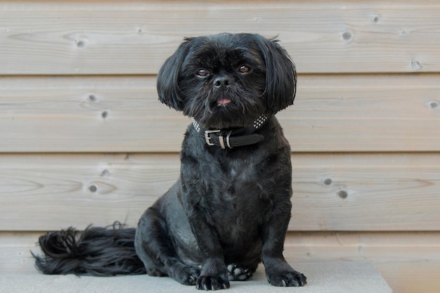 Foto retrato de shih tzu sentado em um banco contra uma parede de madeira