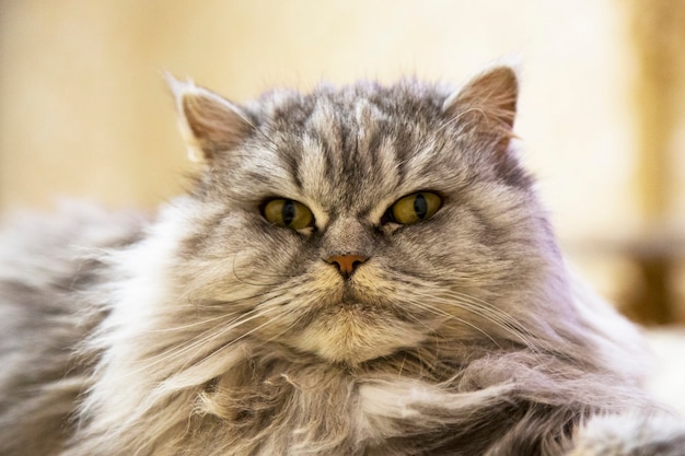 Retrato de snow bengal cat, rosto orgulhoso