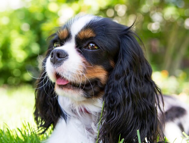 Retrato de spaniel cavalheiro no jardim