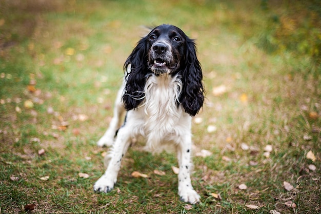 Retrato de spaniel russo de um cachorro