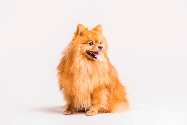 Retrato, de, spitz, furar lingüeta, sobre, branca, fundo