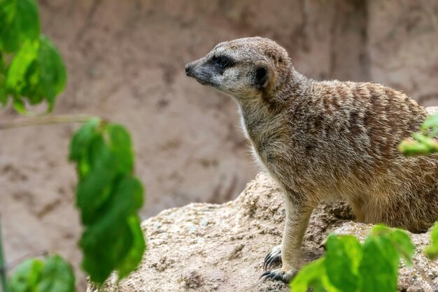 Retrato de suricata de perto (Suricata suricatta)