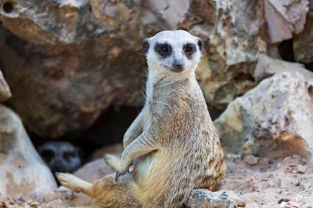 Retrato de Suricata suricatta no buraco na areia olhando para a câmera em pé Vista frontal Meerkat saindo Meerkat está saindo do buraco na rocha Meerkat sentado na entrada da caverna