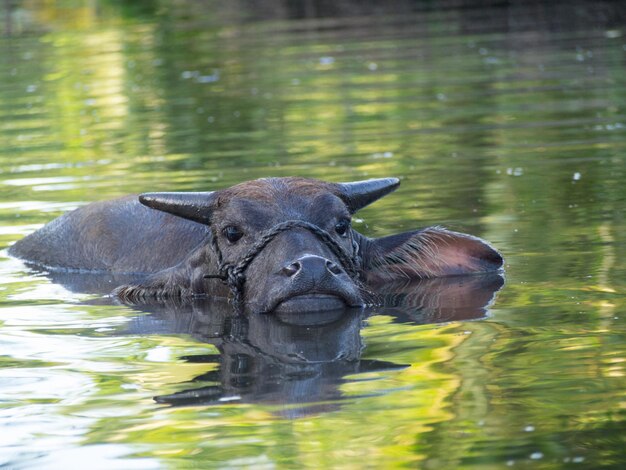 Foto retrato de tartaruga em um lago