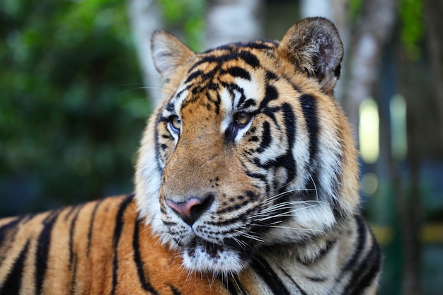 Retrato de tigre asiático ao ar livre close-up