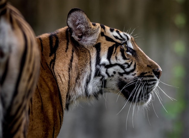 Foto retrato de tigre de sumatra