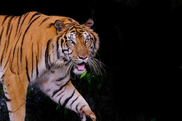 Retrato de tigre de um tigre de Bengala na Tailândia
