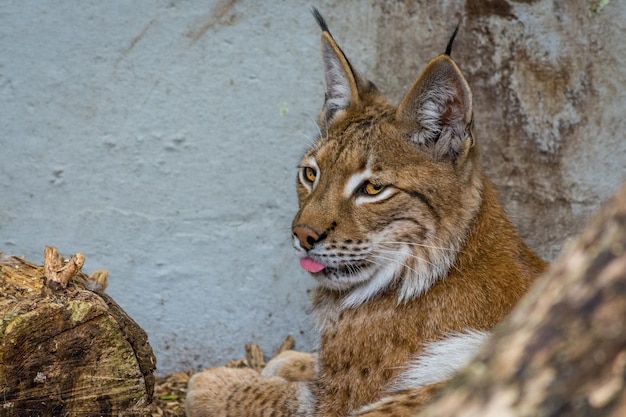 Foto retrato de tigre em close-up