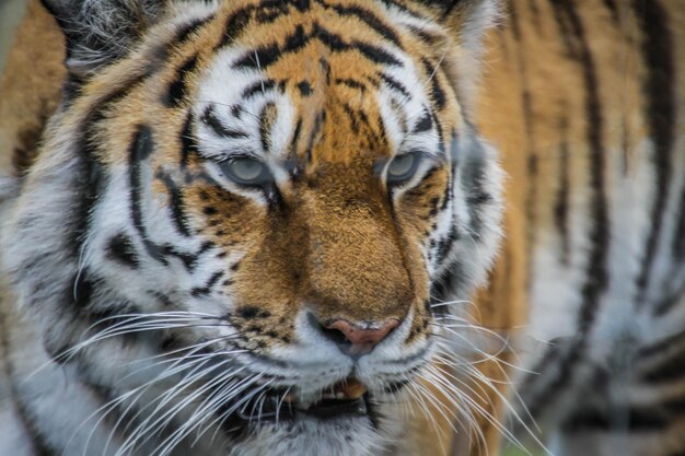 Foto retrato de tigre em close-up