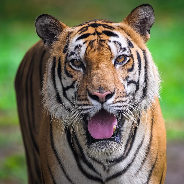 Retrato de tigre em close-up