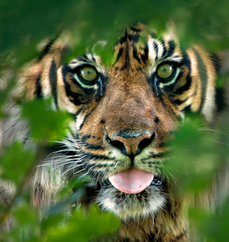 Foto retrato de tigre em close-up