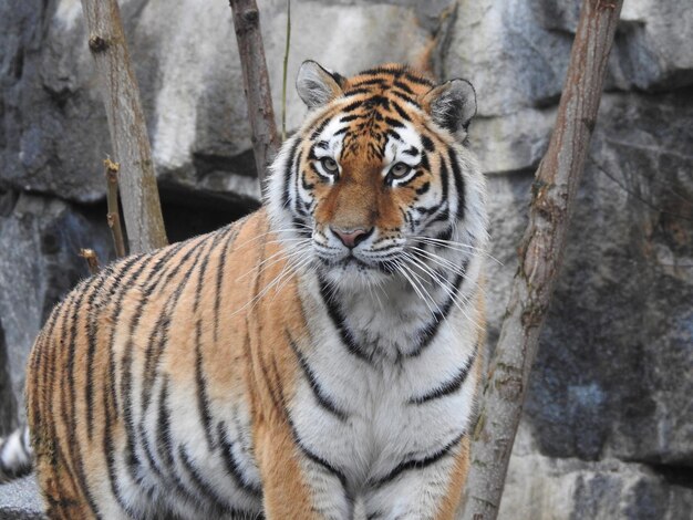 Foto retrato de tigre em close-up