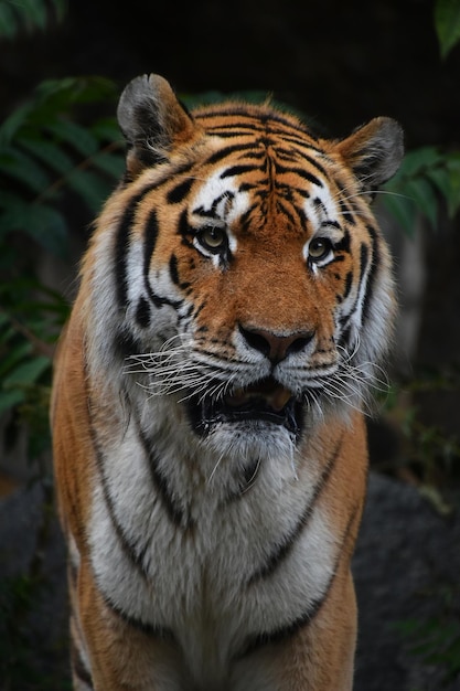 Foto retrato de tigre em close-up