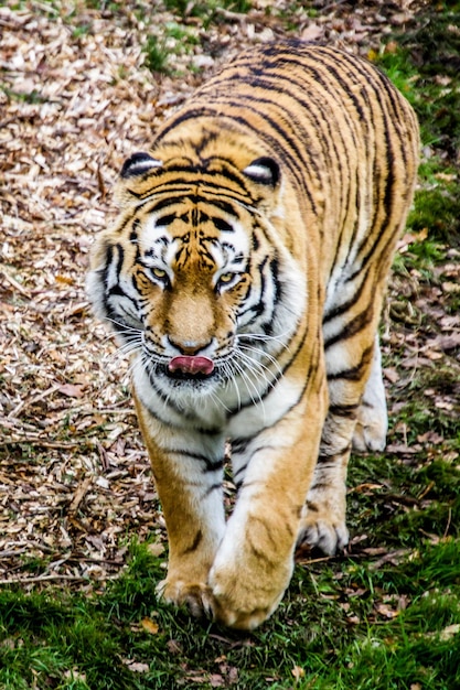 Retrato de tigre em close-up