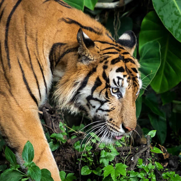 Retrato de tigre.