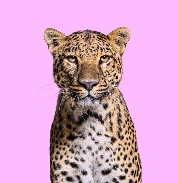 Retrato de tiro na cabeça de um leopardo manchado de frente para a câmera em rosa