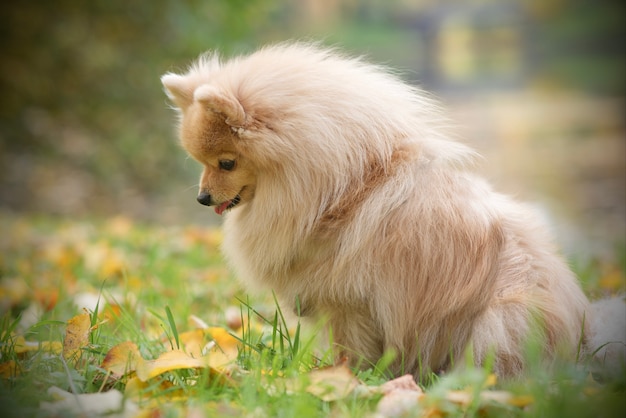 Retrato de triste infeliz cachorrinho Pomeranian Spitz lindo. Lindo cachorro solitário está esperando sozinho por seu dono no parque dourado de outono.