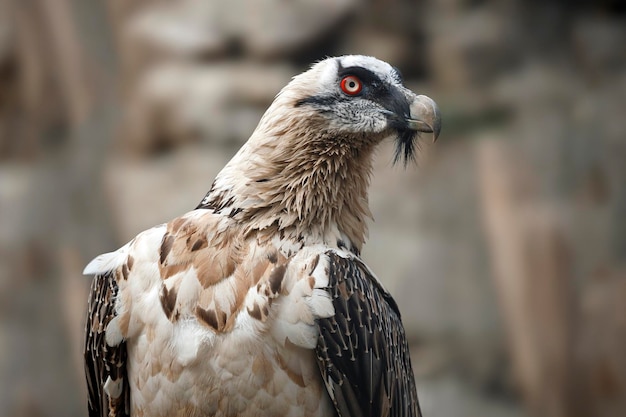 Retrato de um abutre barbudo (Gypaetus barbatus)