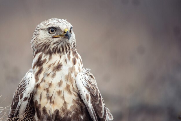 Retrato de um abutre de pernas ásperas, Buteo lagopus. Fechar-se.