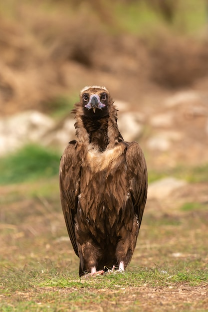 Retrato de um abutre-preto