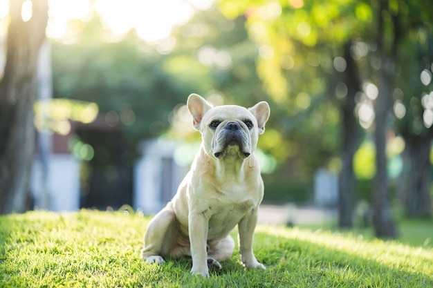 Retrato de um adorável bulldog francês sentado no campo