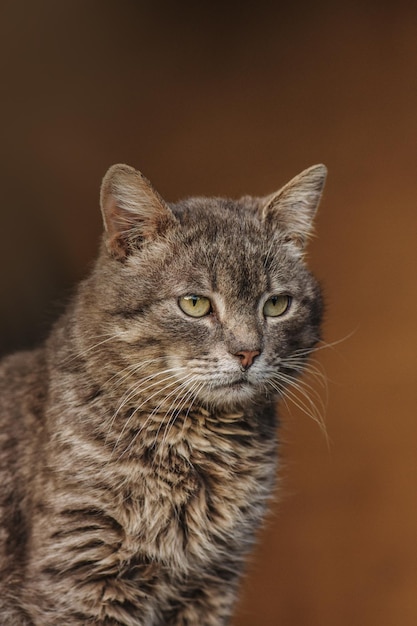 Retrato de um adorável gatinho cinza Retrato de gato fechado Gato fofo cinza com olhos amarelos